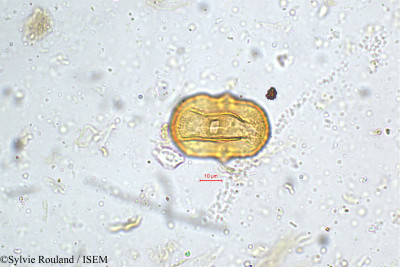 Heliotropium indicum - lame n° 5159