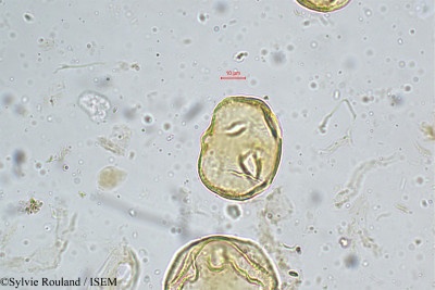 Heliotropium indicum - lame n° 5159