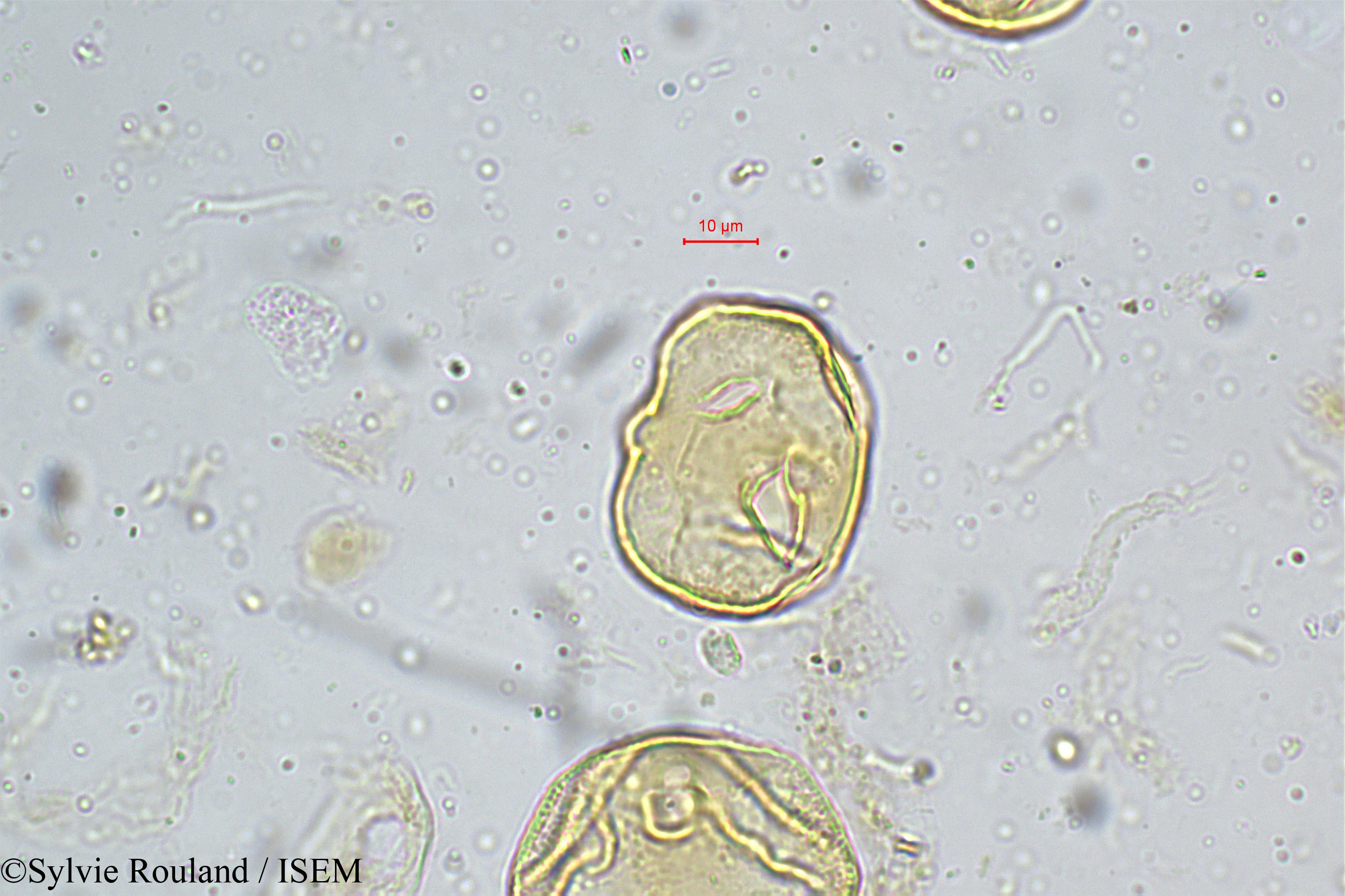 Sylvie.Rouland/Heliotropium_indicum_5159/Heliotropium_indicum_5159_0005(copy).jpg