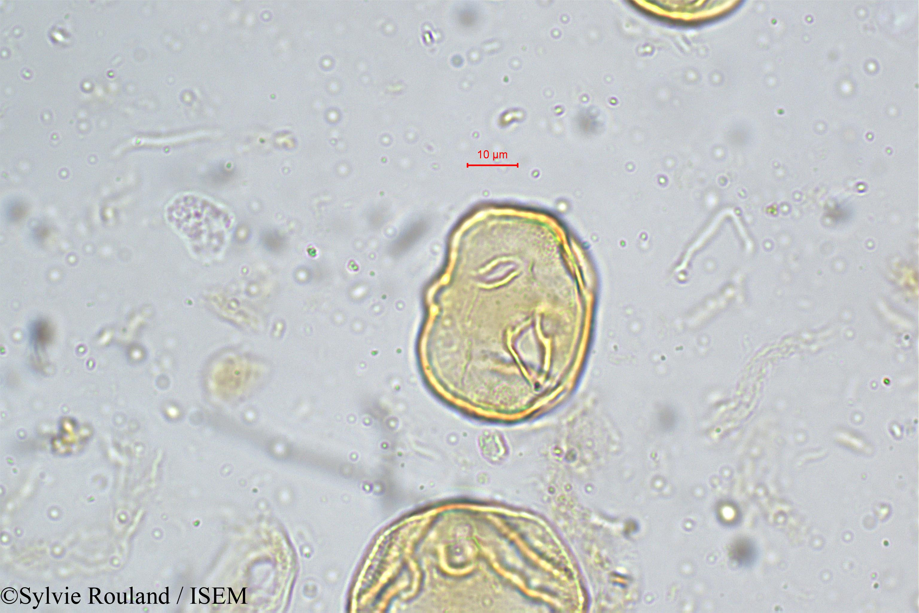 Sylvie.Rouland/Heliotropium_indicum_5159/Heliotropium_indicum_5159_0006(copy).jpg