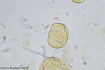 Heliotropium indicum - lame n° 5159