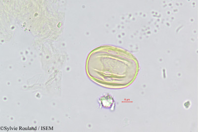 Sylvie.Rouland/Heliotropium_strigosum_386/Heliotropium_strigosum_386_0001(copy)_thumb.jpg