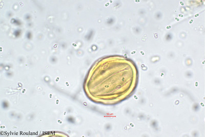 Sylvie.Rouland/Heliotropium_zeylanicum_5738/Heliotropium_zeylanicum_5738_0001(copy)_thumb.jpg