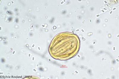 Heliotropium zeylanicum - lame n° 5738