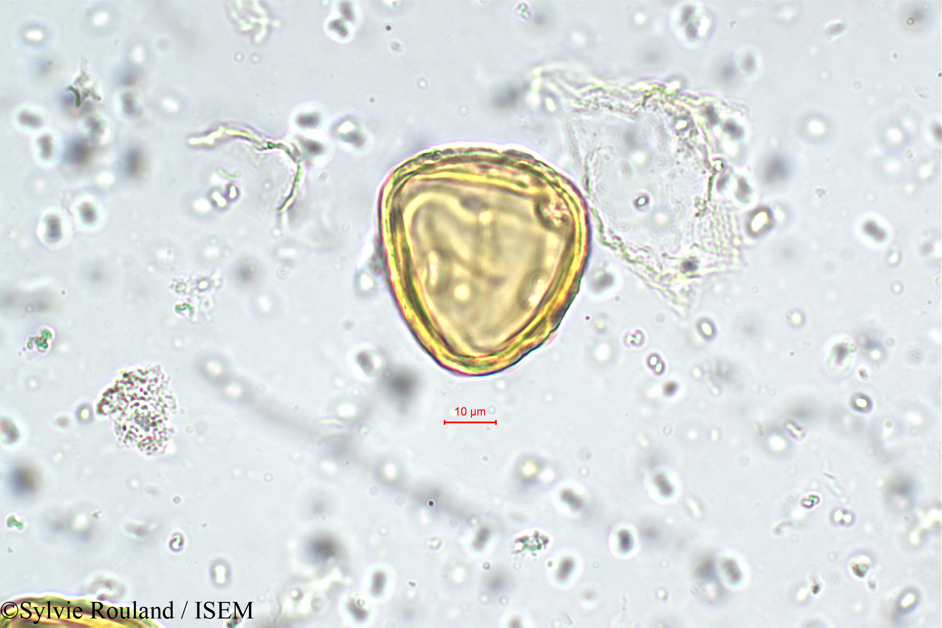 Sylvie.Rouland/Heliotropium_zeylanicum_5738/Heliotropium_zeylanicum_5738_0004(copy).jpg