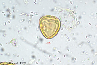 Heliotropium zeylanicum - lame n° 5738