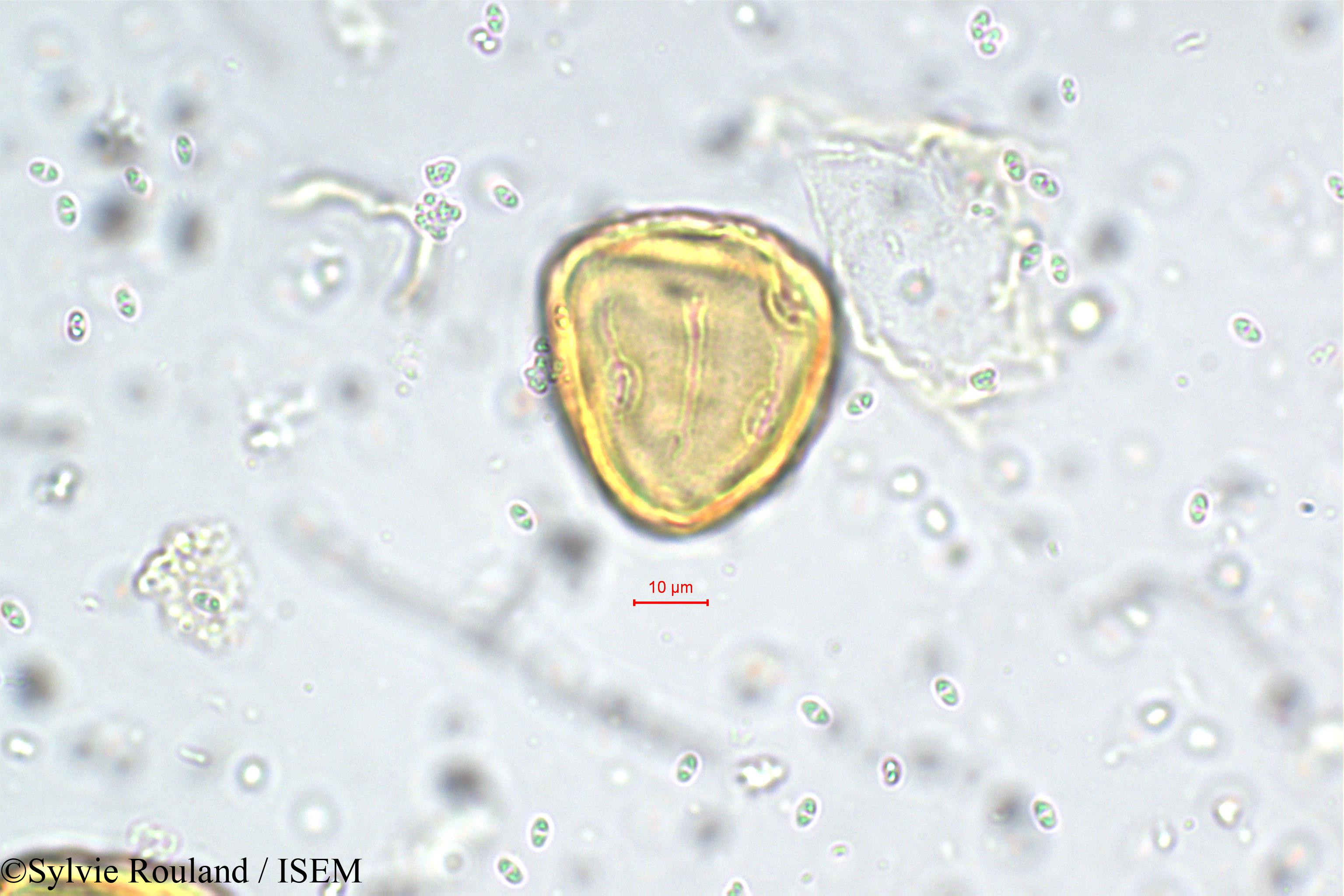 Sylvie.Rouland/Heliotropium_zeylanicum_5738/Heliotropium_zeylanicum_5738_0006(copy).jpg