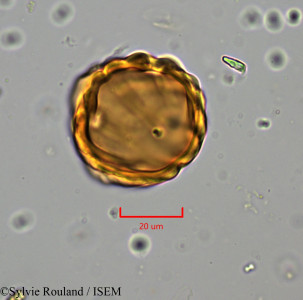 Heliotropium zeylanicum - lame n° 5738