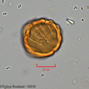 Heliotropium zeylanicum - lame n° 5738