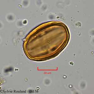 Heliotropium zeylanicum - lame n° 5738