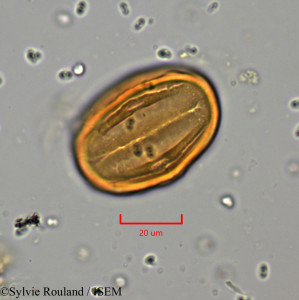 Heliotropium zeylanicum - lame n° 5738