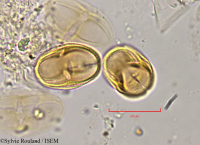 Sylvie.Rouland/Helosciadium_crassipes_802/Helosciadium_crassipes_802_0001(copy)_thumb.jpg