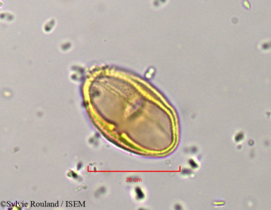 Helosciadium crassipes - lame n° 802