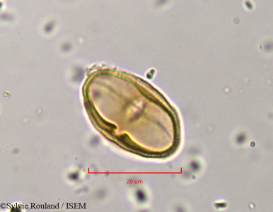 Helosciadium crassipes - lame n° 802