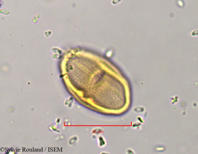 Helosciadium crassipes - lame n° 802