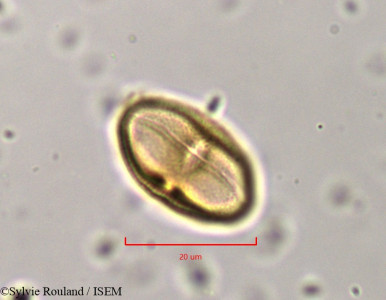 Helosciadium crassipes - lame n° 802