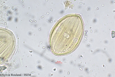 Sylvie.Rouland/Hemigraphis_hirta_5718/Hemigraphis_hirta_5718_0001(copy)_thumb.jpg