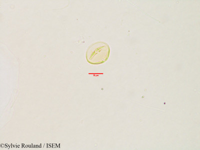 Sylvie.Rouland/Hermannia_exappendiculata_3143/Hermannia_exappendiculata_3143_0001(copy)_thumb.jpg
