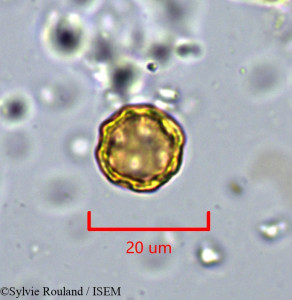 Sylvie.Rouland/Herniaria_fontanesii_1714/Herniaria_fontanesii_1714_0001(copy)_thumb.jpg