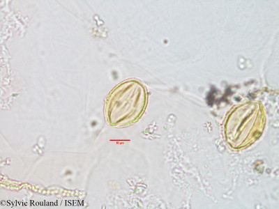 Sylvie.Rouland/Herpestis_madagascariensis_3000/Herpestis_madagascariensis_3000_0001(copy)_thumb.jpg