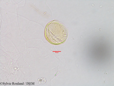 Sylvie.Rouland/Herpestis_monnieri_3001/Herpestis_monnieri_3001_0001(copy)_thumb.jpg