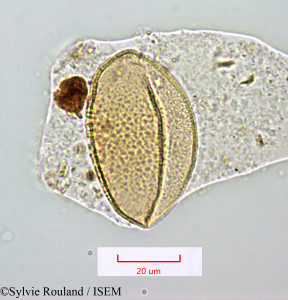 Sylvie.Rouland/Herreriopsis_elegans_1258/Herreriopsis_elegans_1258_0001(copy)_thumb.jpg