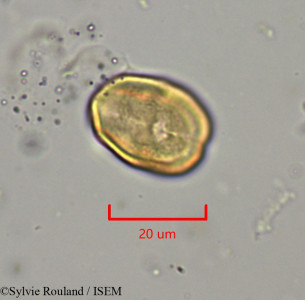 Heteromorpha andohahelensis - lame n° 1879