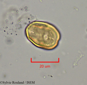 Heteromorpha andohahelensis - lame n° 1879