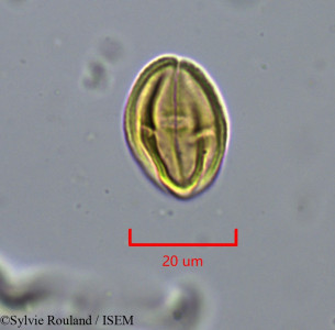 Heteromorpha andohahelensis - lame n° 1879