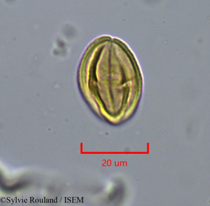 Heteromorpha andohahelensis - lame n° 1879