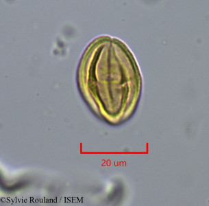 Heteromorpha andohahelensis - lame n° 1879