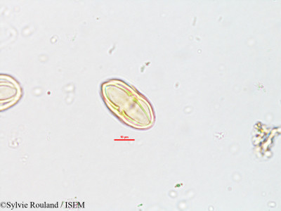 Sylvie.Rouland/Heteromorpha_andohahelensis_1883/Heteromorpha_andohahelensis_1883_0001(copy)_thumb.jpg