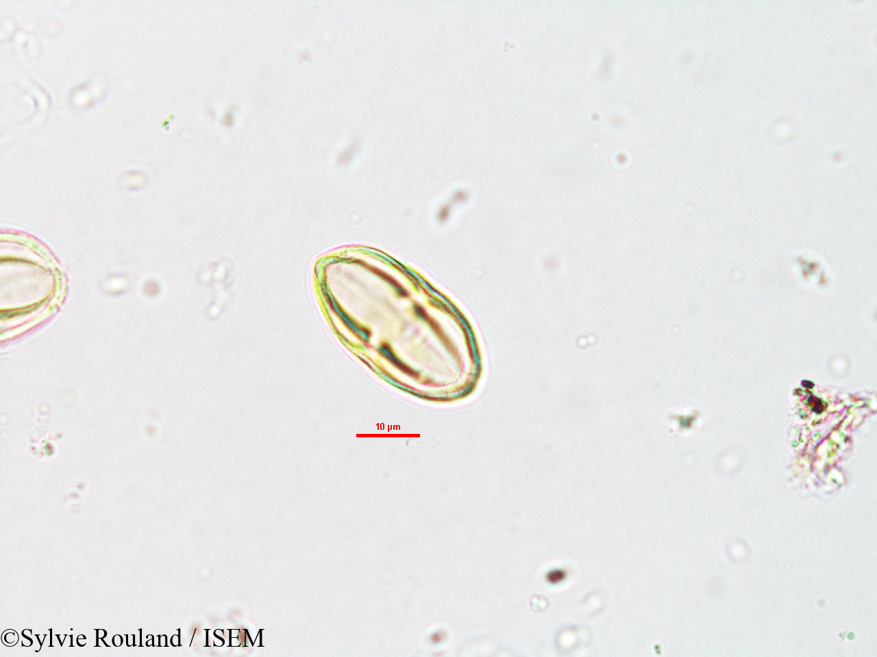 Sylvie.Rouland/Heteromorpha_andohahelensis_1883/Heteromorpha_andohahelensis_1883_0002(copy).jpg