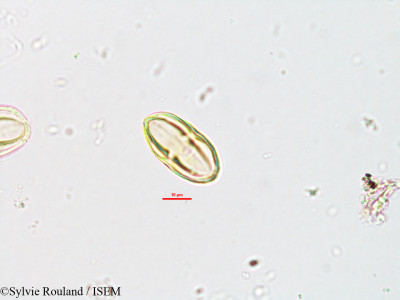 Heteromorpha andohahelensis - lame n° 1883