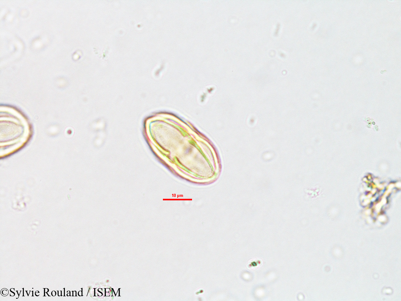 Sylvie.Rouland/Heteromorpha_andohahelensis_1883/Heteromorpha_andohahelensis_1883_0003(copy).jpg