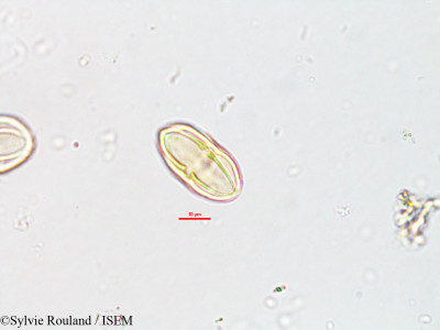 Heteromorpha andohahelensis - lame n° 1883