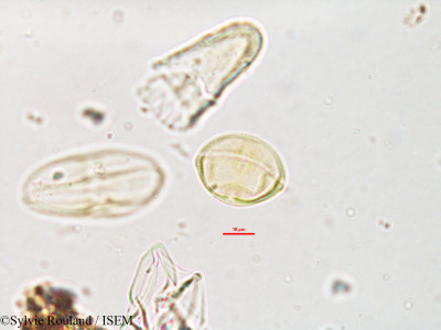 Heteromorpha andohahelensis - lame n° 1883