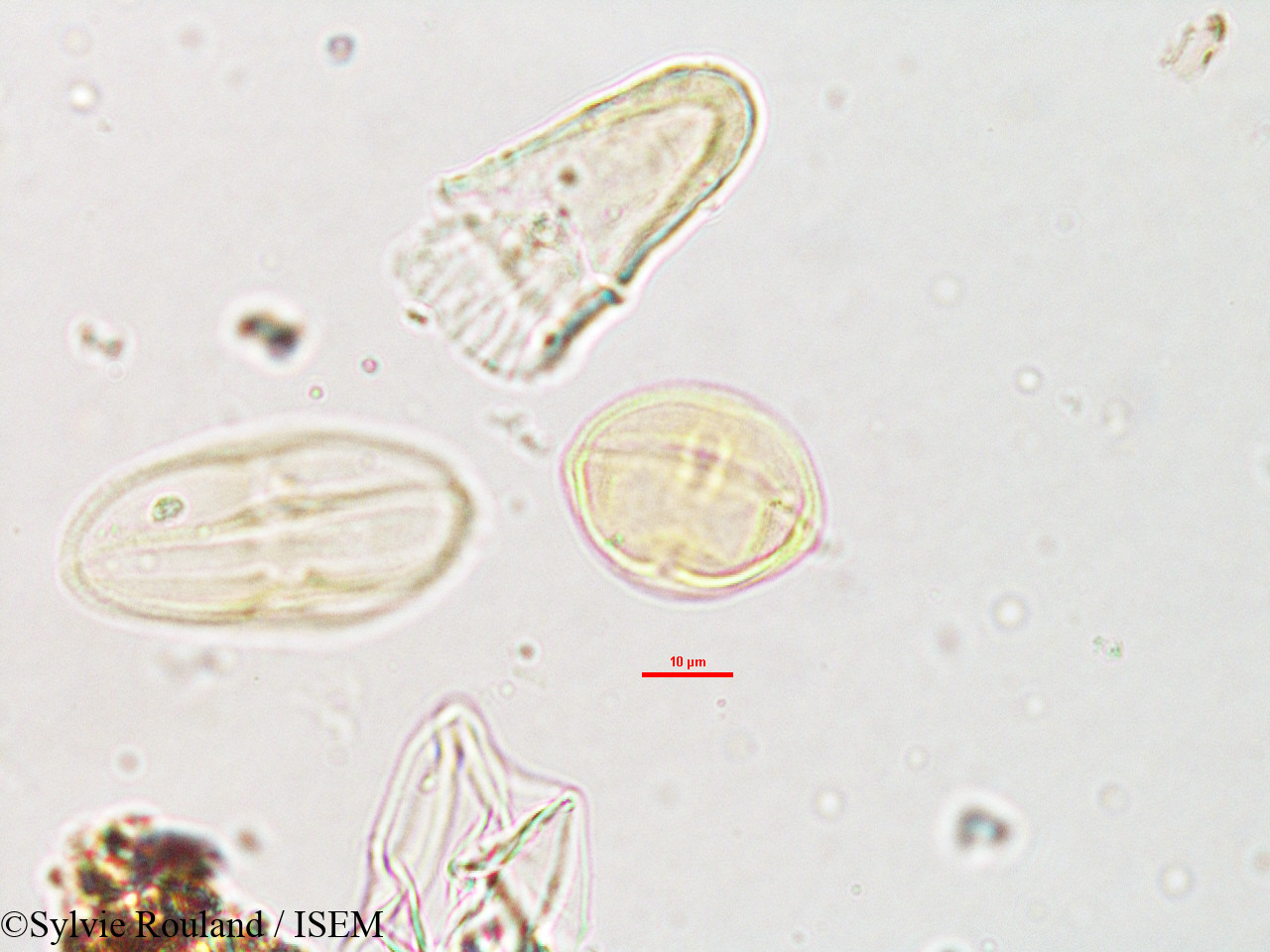 Sylvie.Rouland/Heteromorpha_andohahelensis_1883/Heteromorpha_andohahelensis_1883_0005(copy).jpg