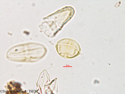 Heteromorpha andohahelensis - lame n° 1883