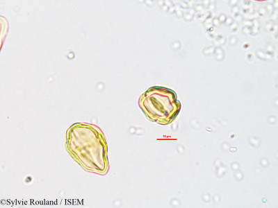 Sylvie.Rouland/Heteromorpha_bojeriana_1880/Heteromorpha_bojeriana_1880_0001(copy)_thumb.jpg