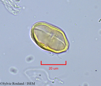 Sylvie.Rouland/Heteromorpha_marojejyensis_1882/Heteromorpha_marojejyensis_1882_0001(copy)_thumb.jpg