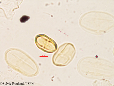 Sylvie.Rouland/Heteromorpha_tsaratananensis_1881/Heteromorpha_tsaratananensis_1881_0001(copy)_thumb.jpg