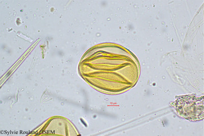 Sylvie.Rouland/Heteropogon_contortus_5047/Heteropogon_contortus_5047_0001(copy)_thumb.jpg