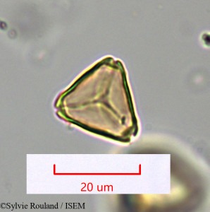 Sylvie.Rouland/Heteropyxis_natalensis_1668/Heteropyxis_natalensis_1668_0001(copy)_thumb.jpg