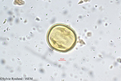 Heynea trijuga - lame n° 5661