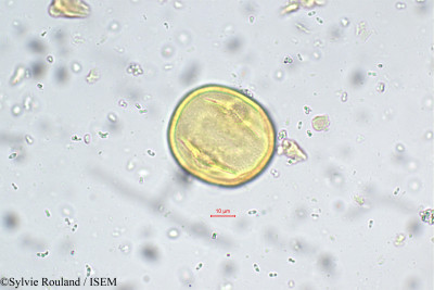 Heynea trijuga - lame n° 5661