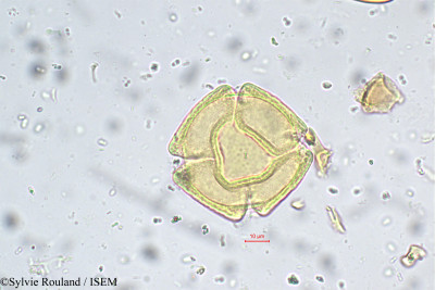 Heynea trijuga - lame n° 5661