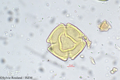 Heynea trijuga - lame n° 5661