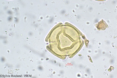 Heynea trijuga - lame n° 5661