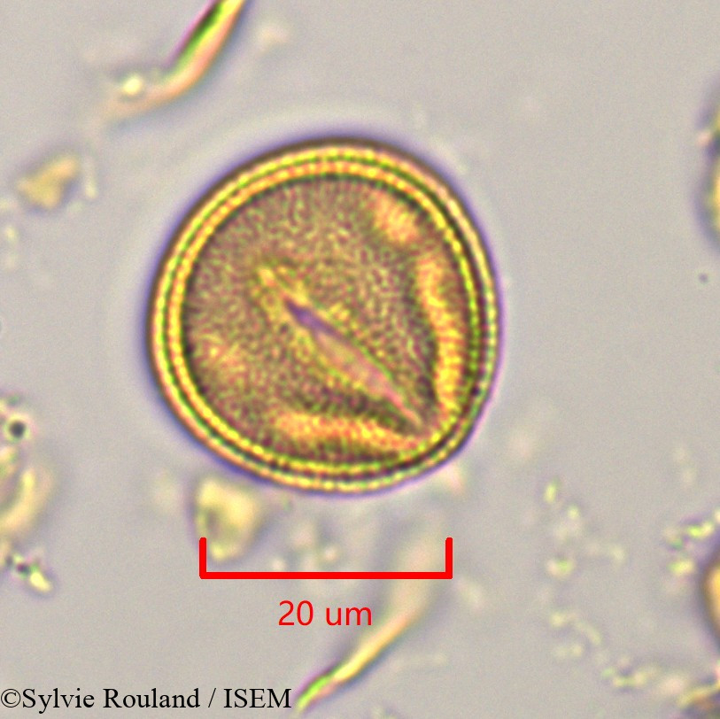 Sylvie.Rouland/Hibbertia_coriacea_1125/Hibbertia_coriacea_1125_0001(copy).jpg